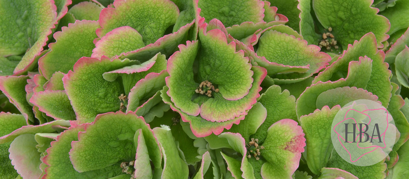 ROYAL-SURPRISE-classic-HBAROYSUR-HBA-2