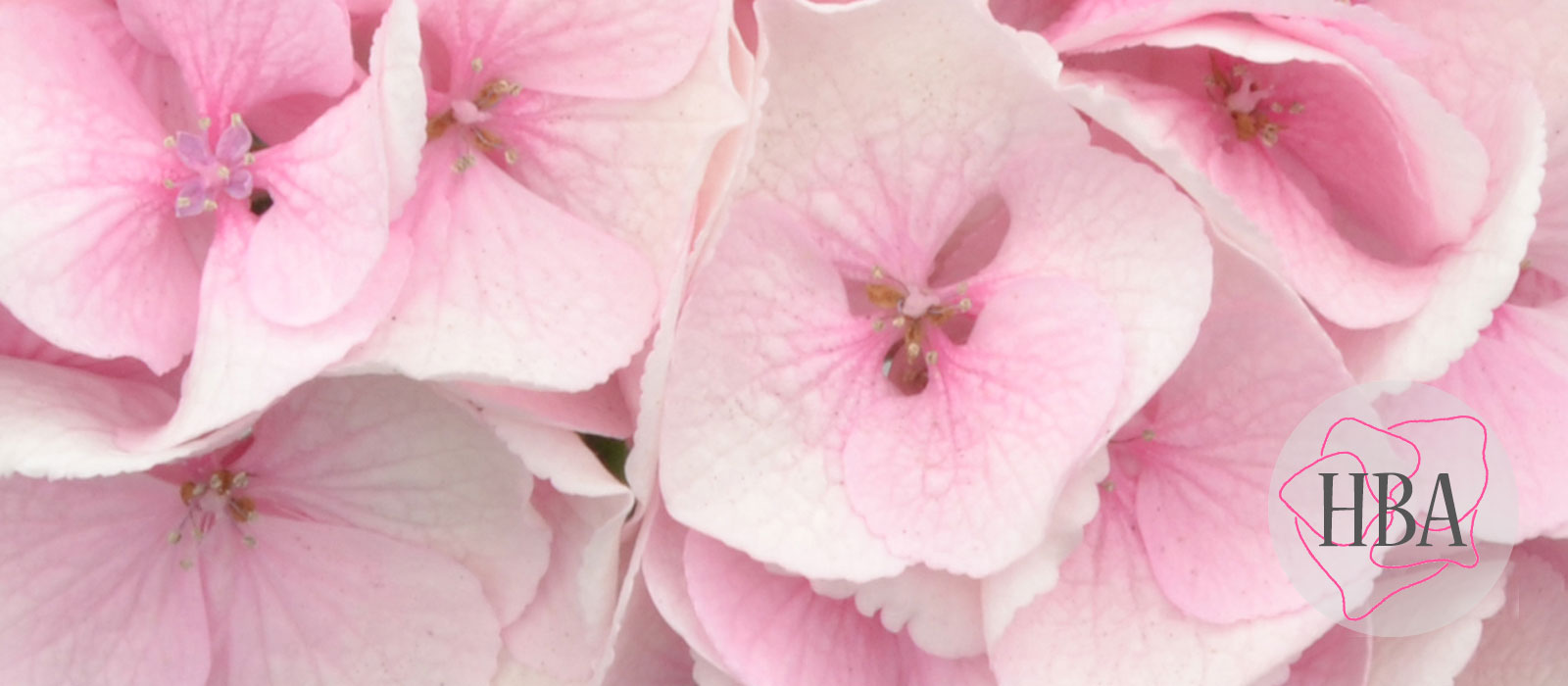 ROYAL-SURPRISE-pink-HBAROYSUR-HBA-1