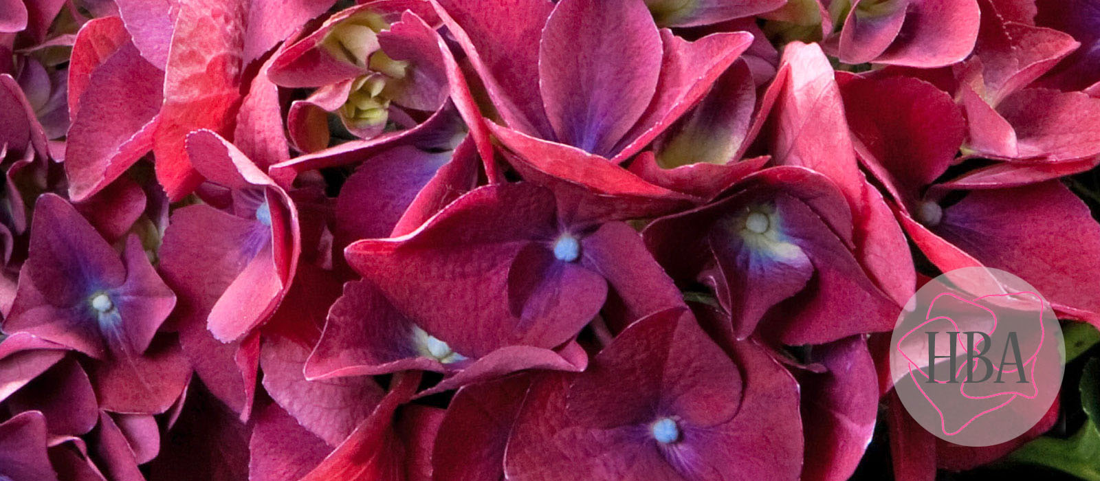 Red-Beauty-RED-BEAUTY-2-HBA-1