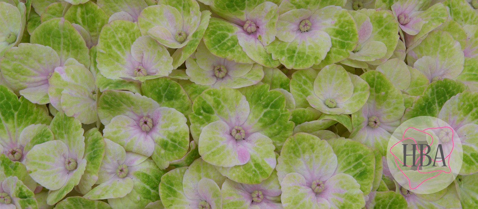 Royal-Amigo-Pink-Logo-HBA-slider-1600-x700