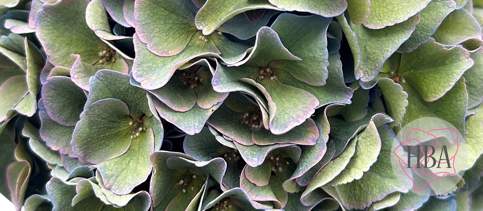 Royal-Breeze-blauw-classic-4-Logo-HBA-slider-1600-x700