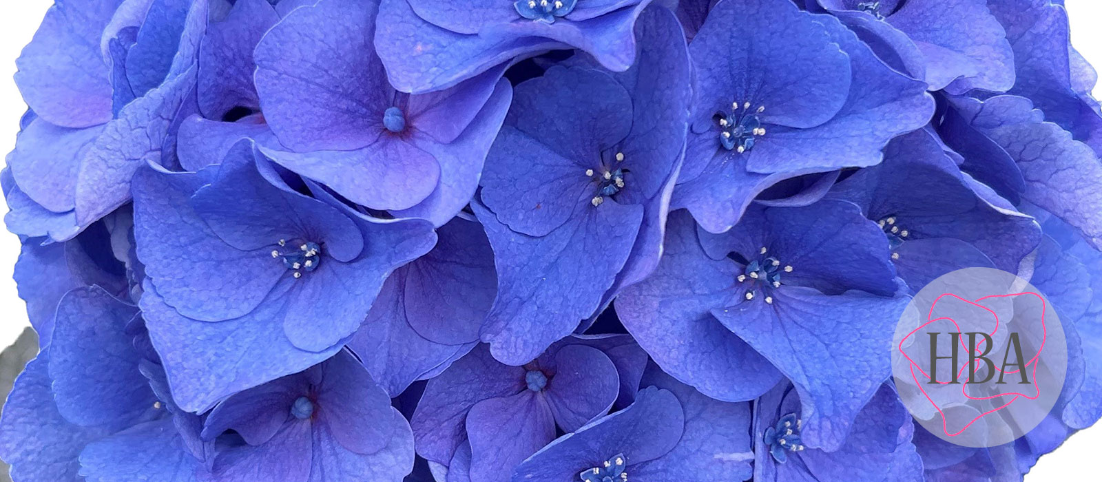 Royal-Breeze-blauw-vers-Logo-HBA-slider-1600-x700