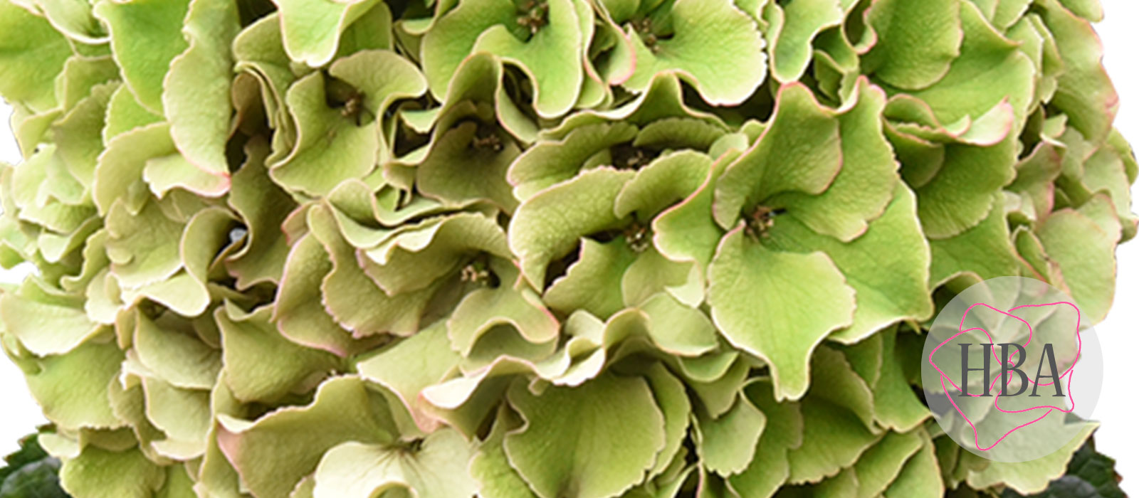 Royal-Breeze-roze-classic-4-Logo-HBA-slider-1600-x700