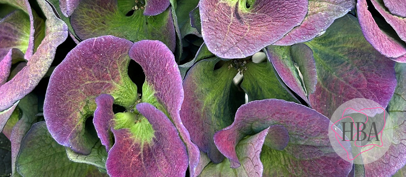 Royal-Crown-Classic-3-HBA-slider-1600-x700