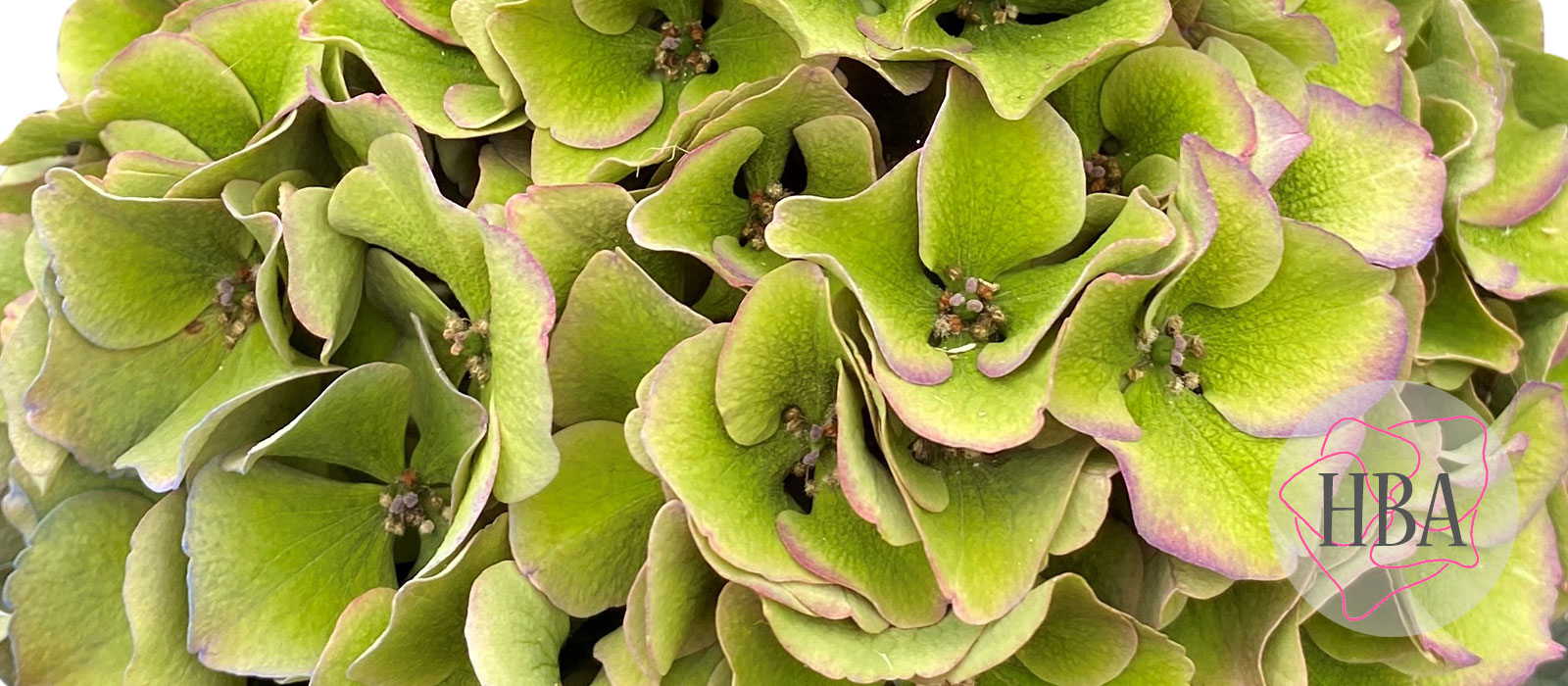 Royal-Crown-classic-1-HBA-slider-1600-x700