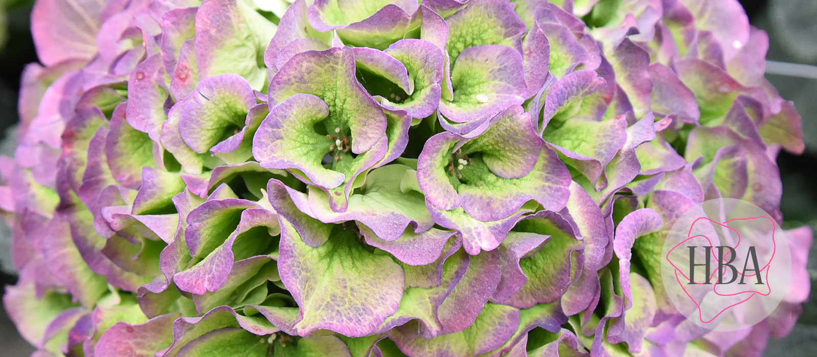 Royal-Grandeur-blue-classic-4-Logo-HBA-slider