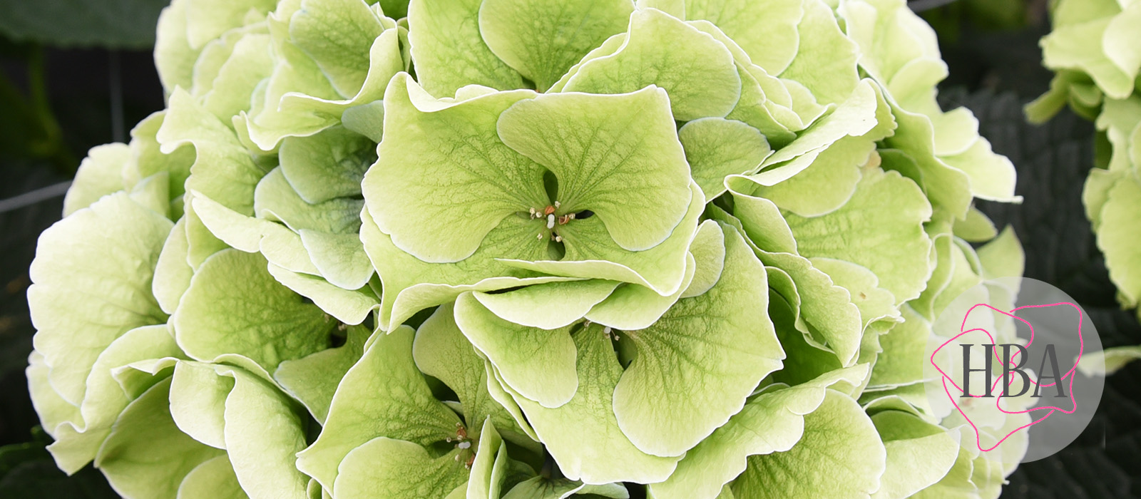 Royal-Grandeur-blue-classic-Logo-HBA-slider