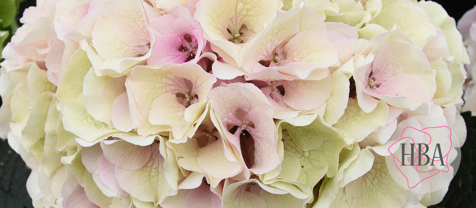 Royal-Grandeur-pink-classic-3-Logo-HBA-slider