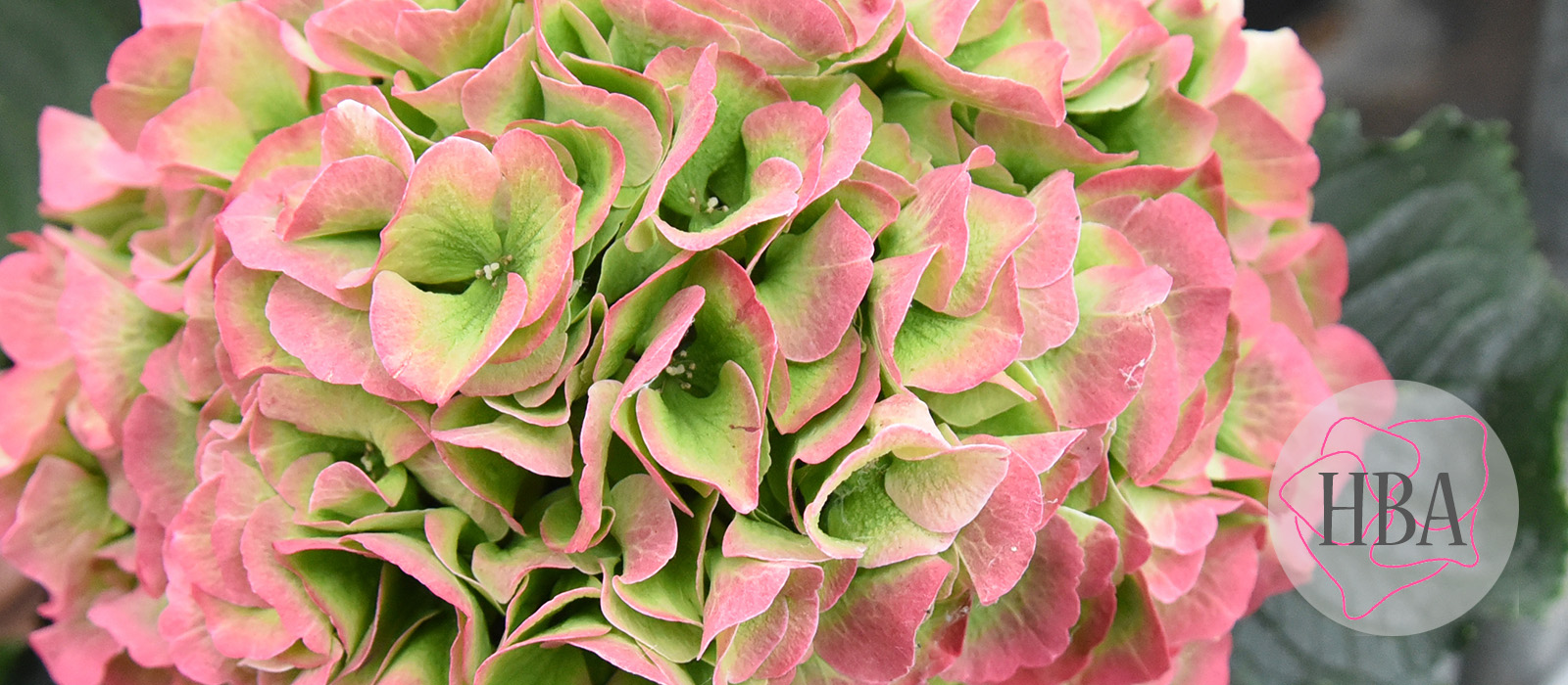 Royal-Grandeur-pink-classic-4-Logo-HBA