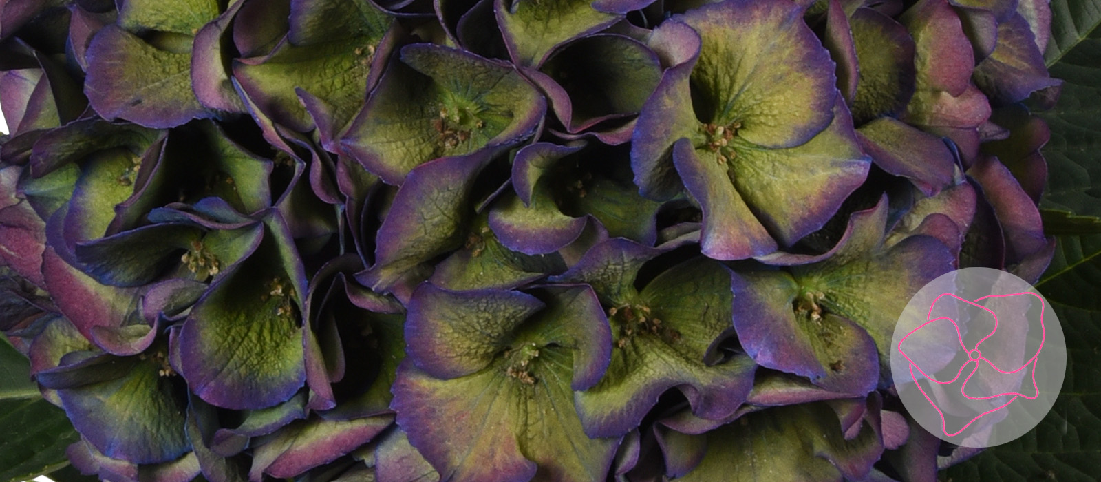 Royal-King-classic-HBA-slider