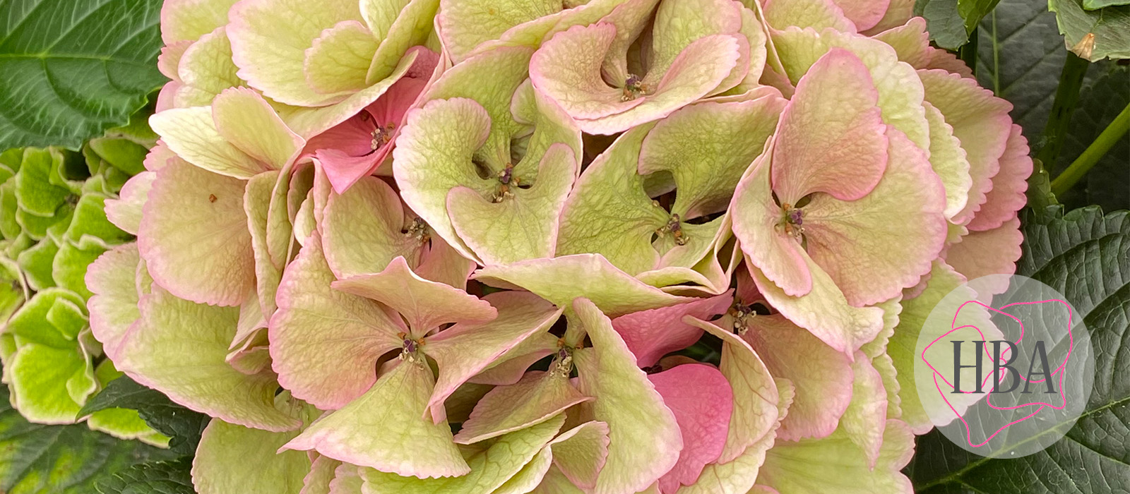 Royal-Love-Classic1-Logo-HBA-slider-1600-x700