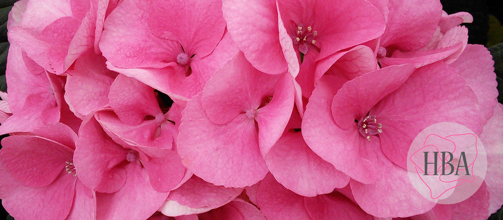 Royal-Love-Fresh-Logo-HBA-slider-1600-x700