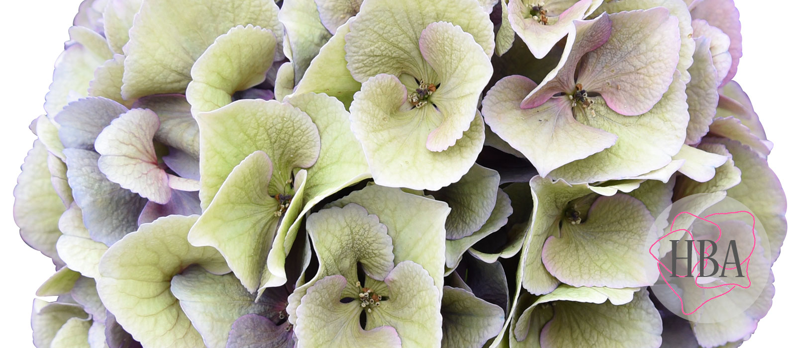 Royal-Love-purple-classic-2-Logo-HBA-slider-1600-x700