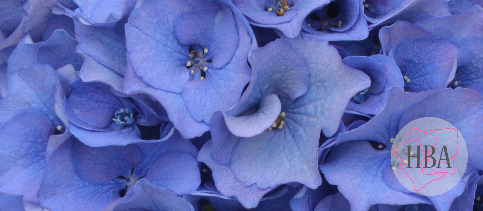 Royal-Palace-blue-H217908-HBA