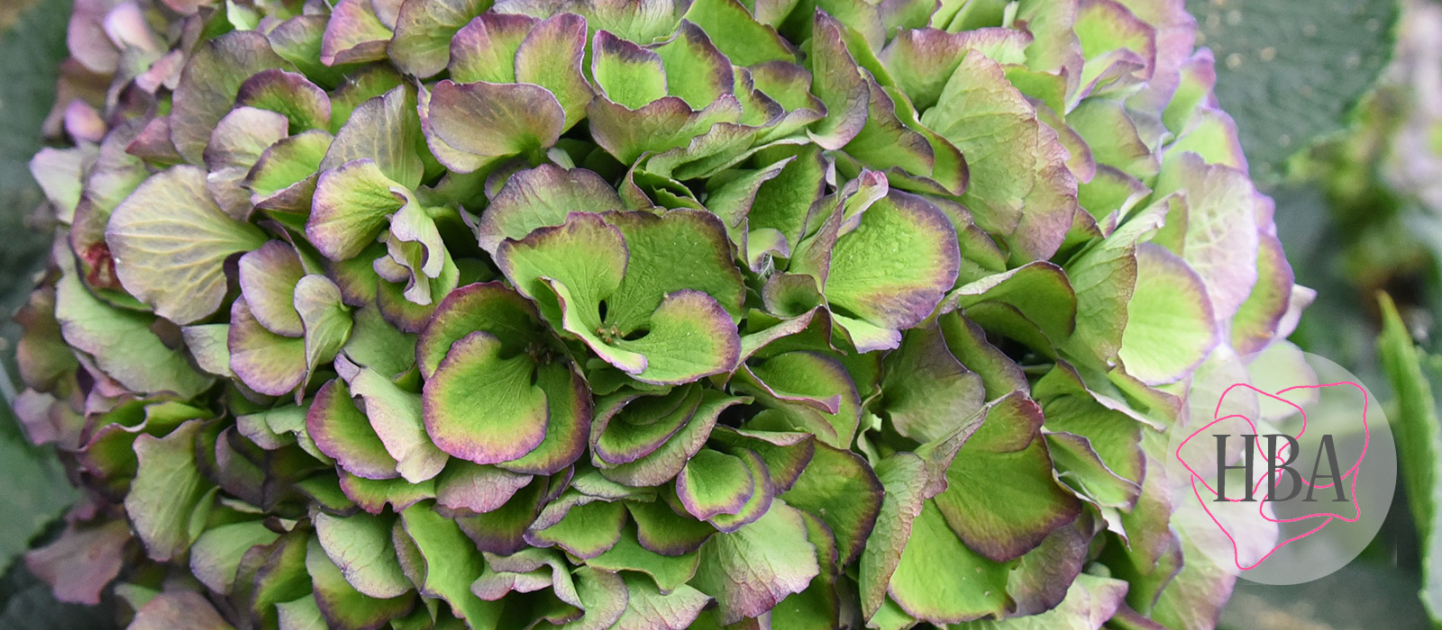 Royal-Salute-blue-classic-4-Logo-HBA-slider-1600-x700