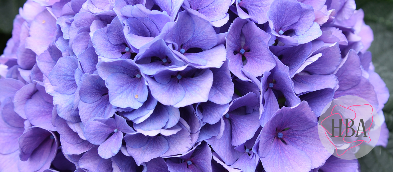 Royal-Salute-blue-vers-Logo-HBA-slider-1600-x700