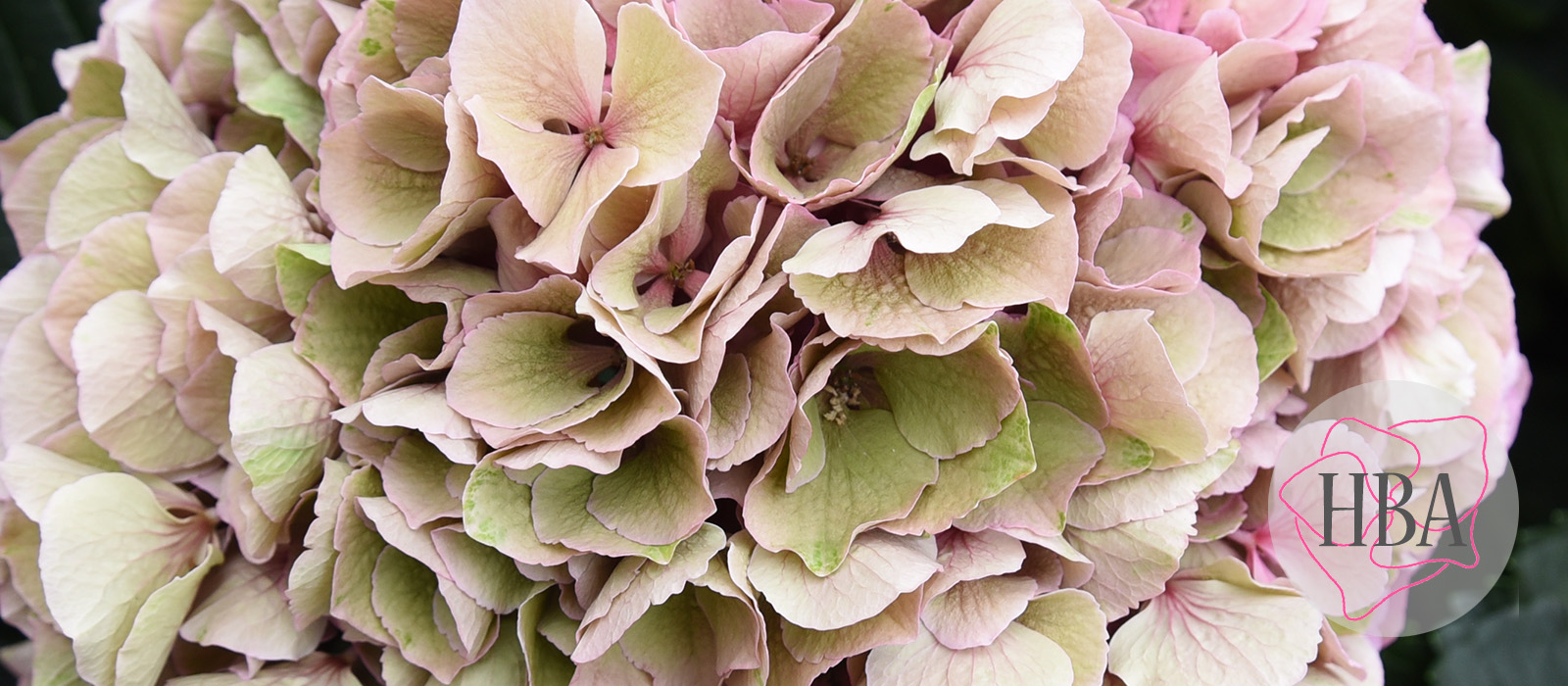 Royal-Salute-pink-classic-2-Logo-HBA-slider-1600-x700