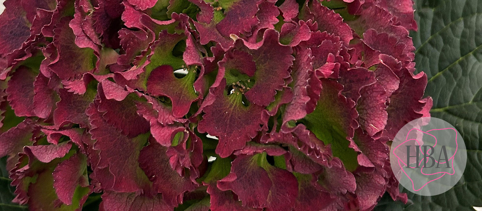 Royal-Sunset-blauw-classic-3-Logo-HBA-slider-1600-x700