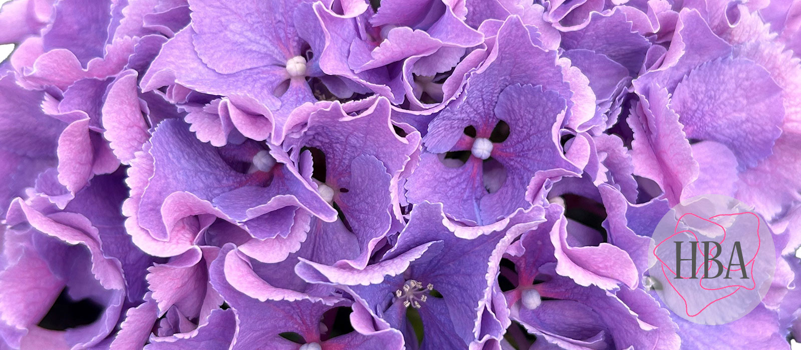 Royal-Sunset-blauw-vers-HBA-slider-1600-x700