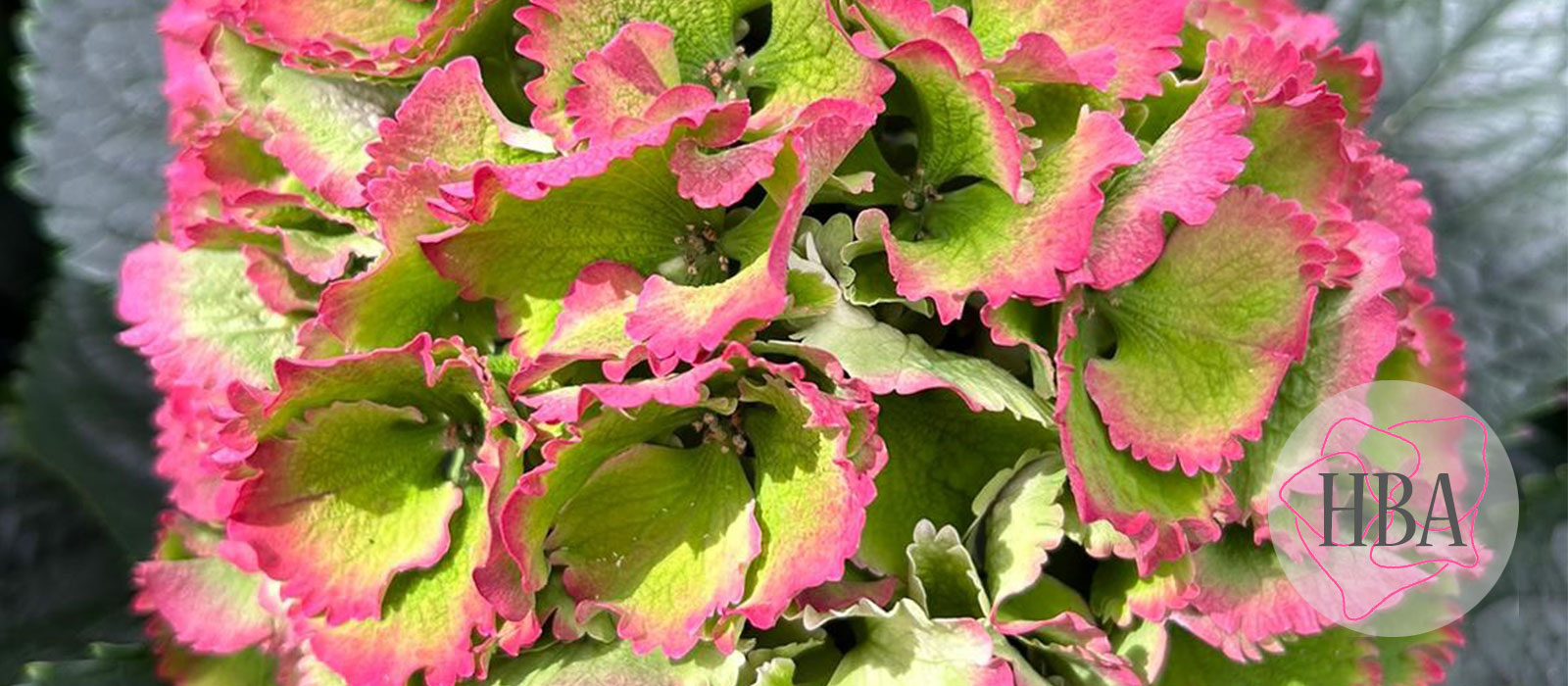 Royal-Sunset-roze-classic-2-Logo-HBA-slider-1600-x700