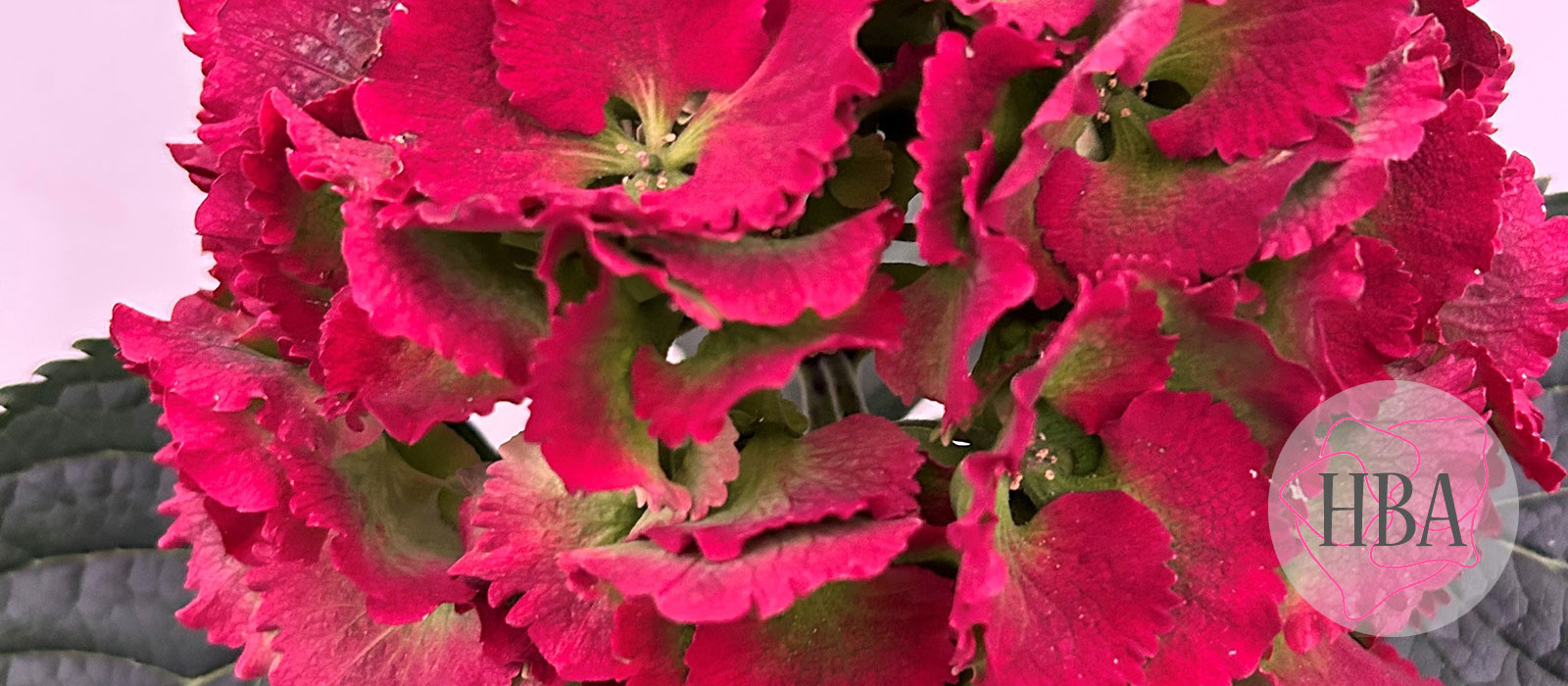 Royal-Sunset-roze-classic-3-Logo-HBA-slider-1600-x700