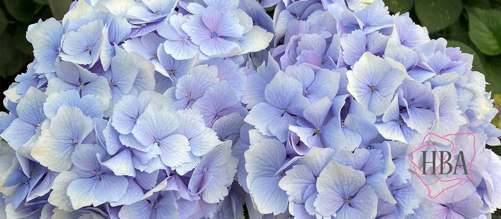 Royal-Supreme-fresh-Logo-HBA-slider-1600-x700