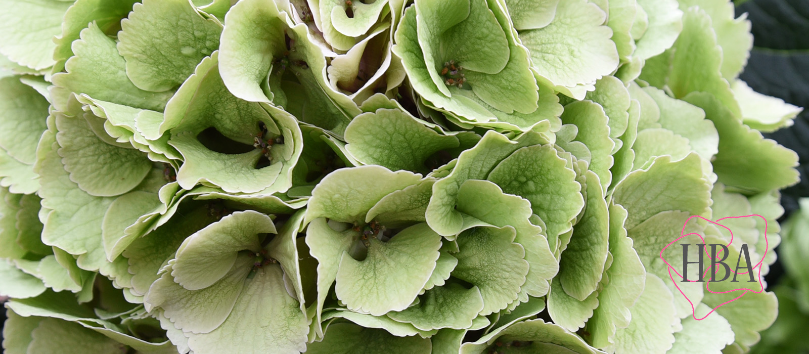 Royal-Supreme-pink-classic-3-Logo-HBA-slider