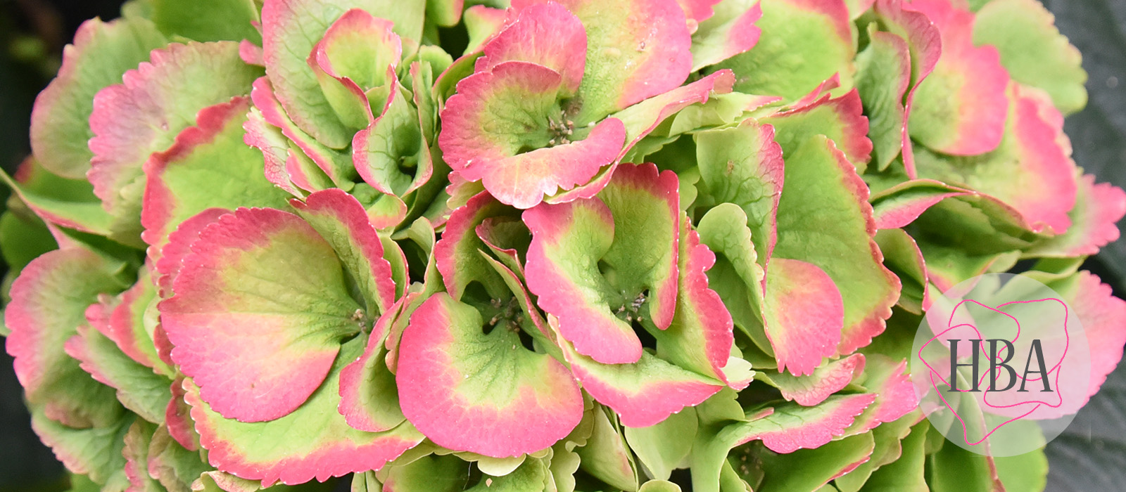 Royal-Supreme-pink-classic-4-Logo-HBA-slider