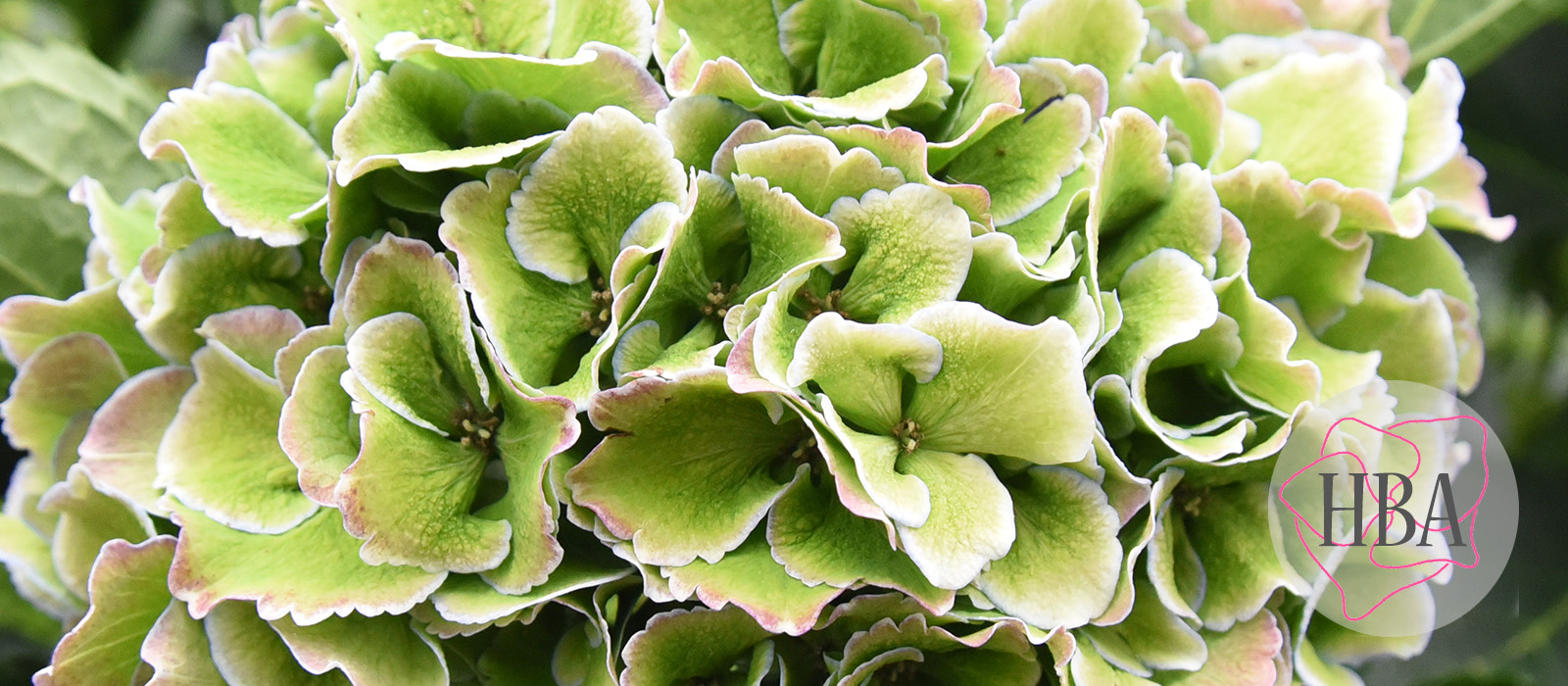 Royal-Symphony-blue-classic-4-Logo-HBA-slider-1600-x700