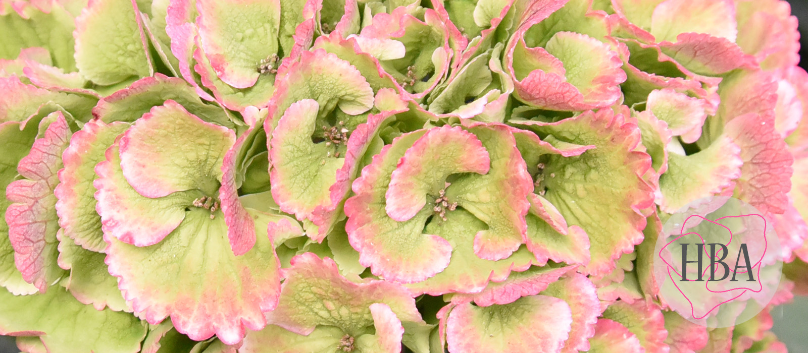 Royal-nieuwe-Princess-classic-4-Logo-HBA-slider-1600-x700