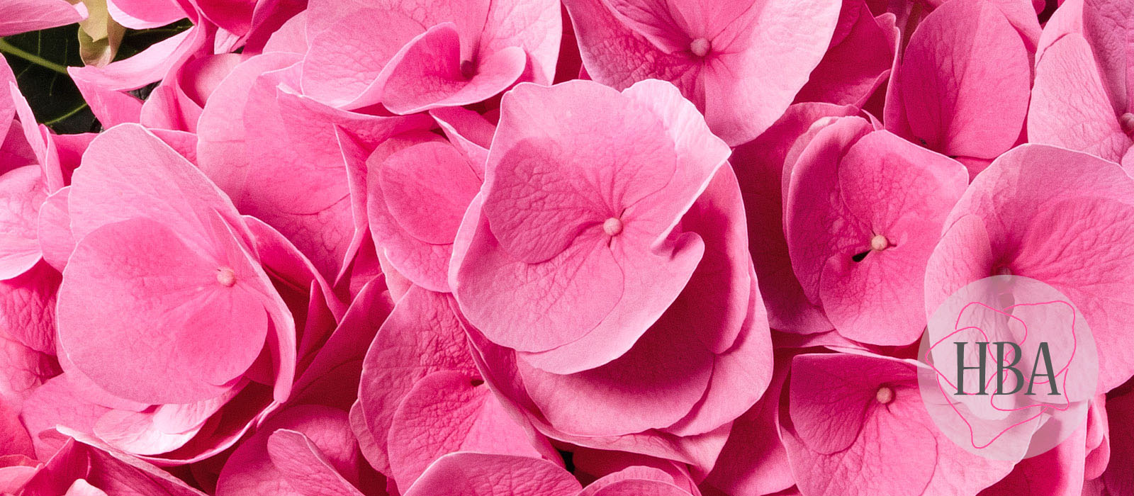 Sarena-H216907-1-HBA-2