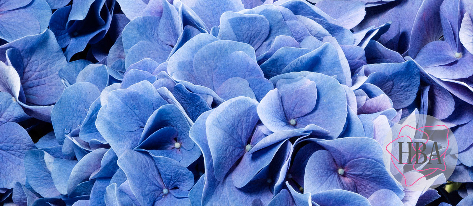 Sarena-H216907-2-HBAjpg-1