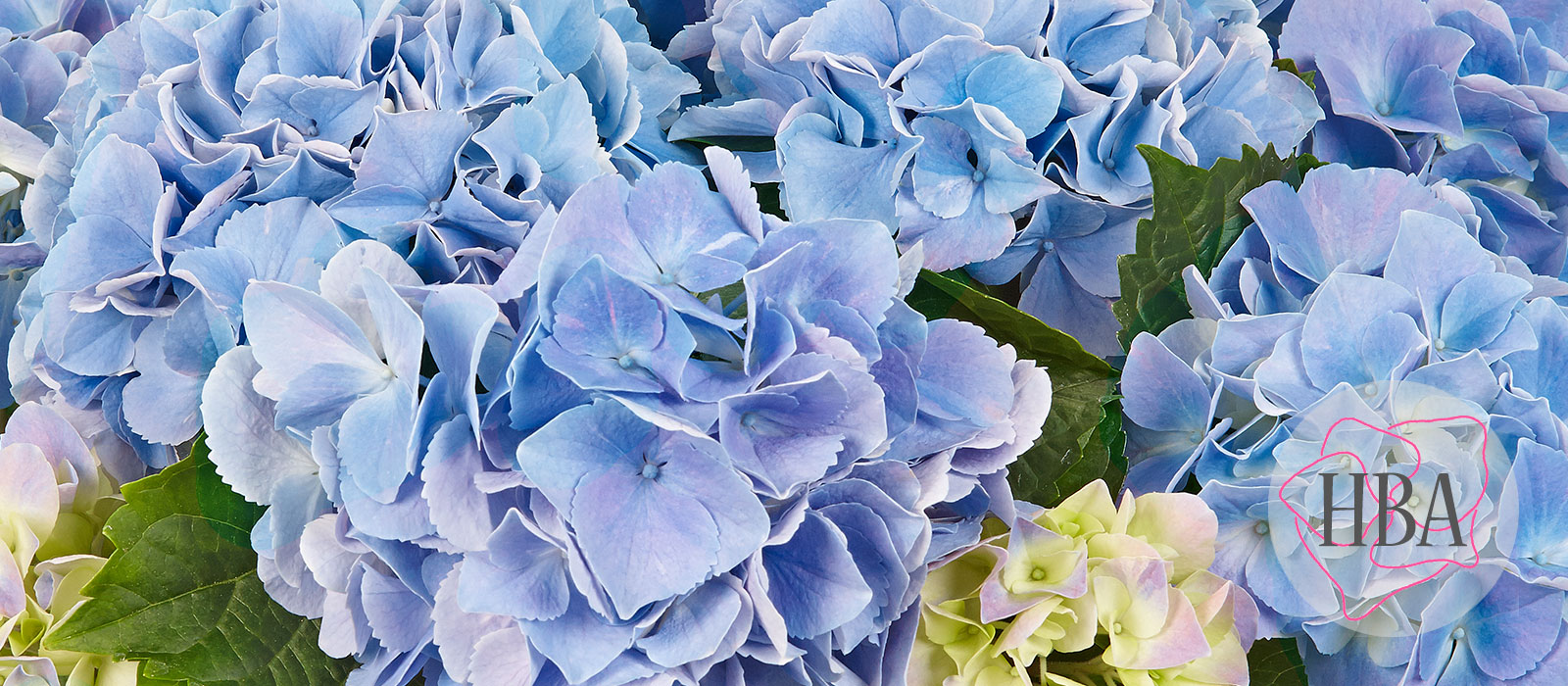 Saxon-Table-Blue-HBA