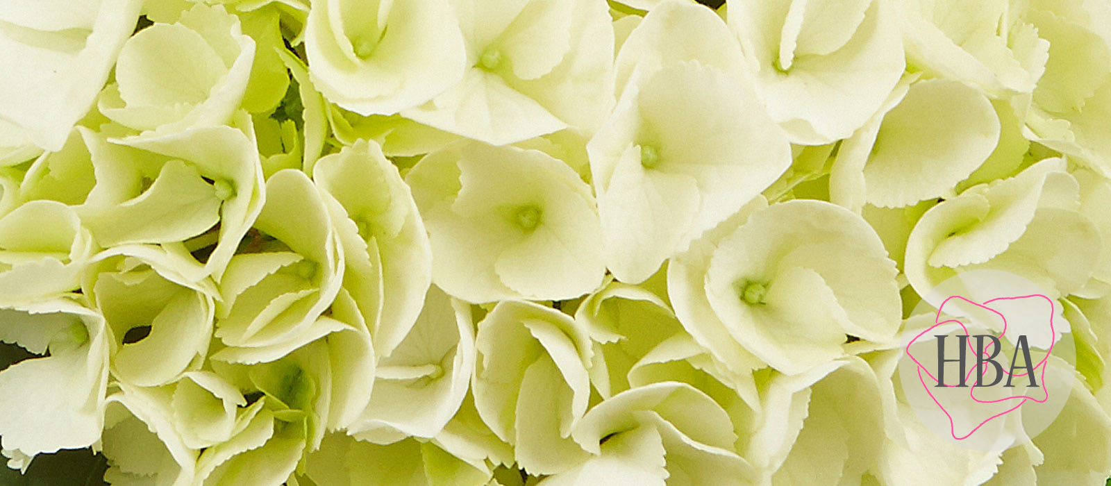 Saxon®-Bright-White-1-HBA-1