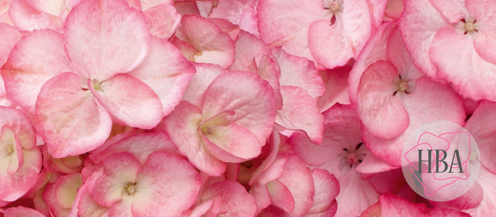 Saxon®-Grafin-Cosel-HORCOS-1-HBA-1