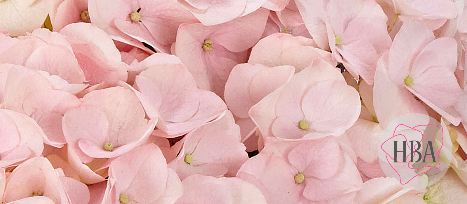 Saxon®-Kronentor-HORKRON-1-HBA-2