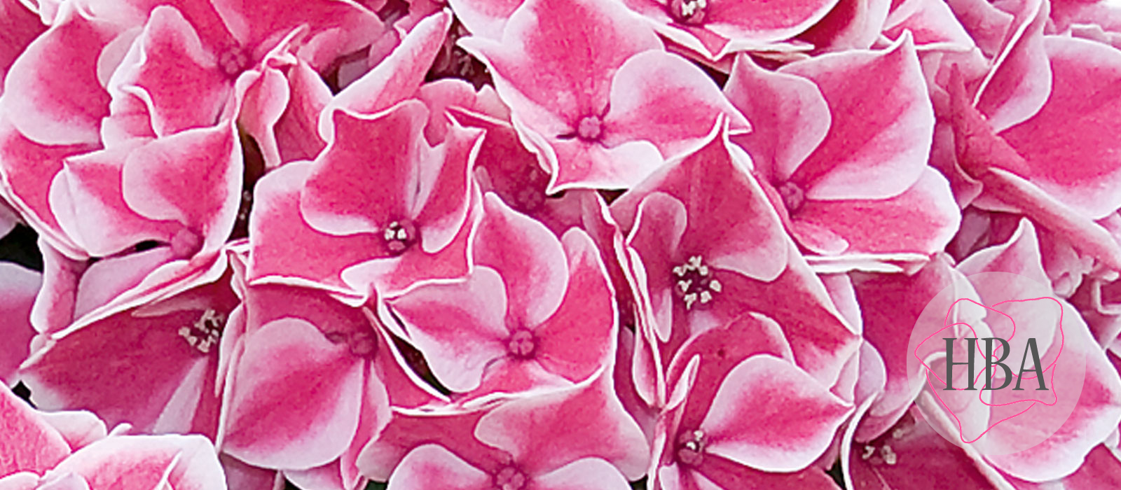 Saxon®-Pillnitz-HORPILL-1-HBA-1