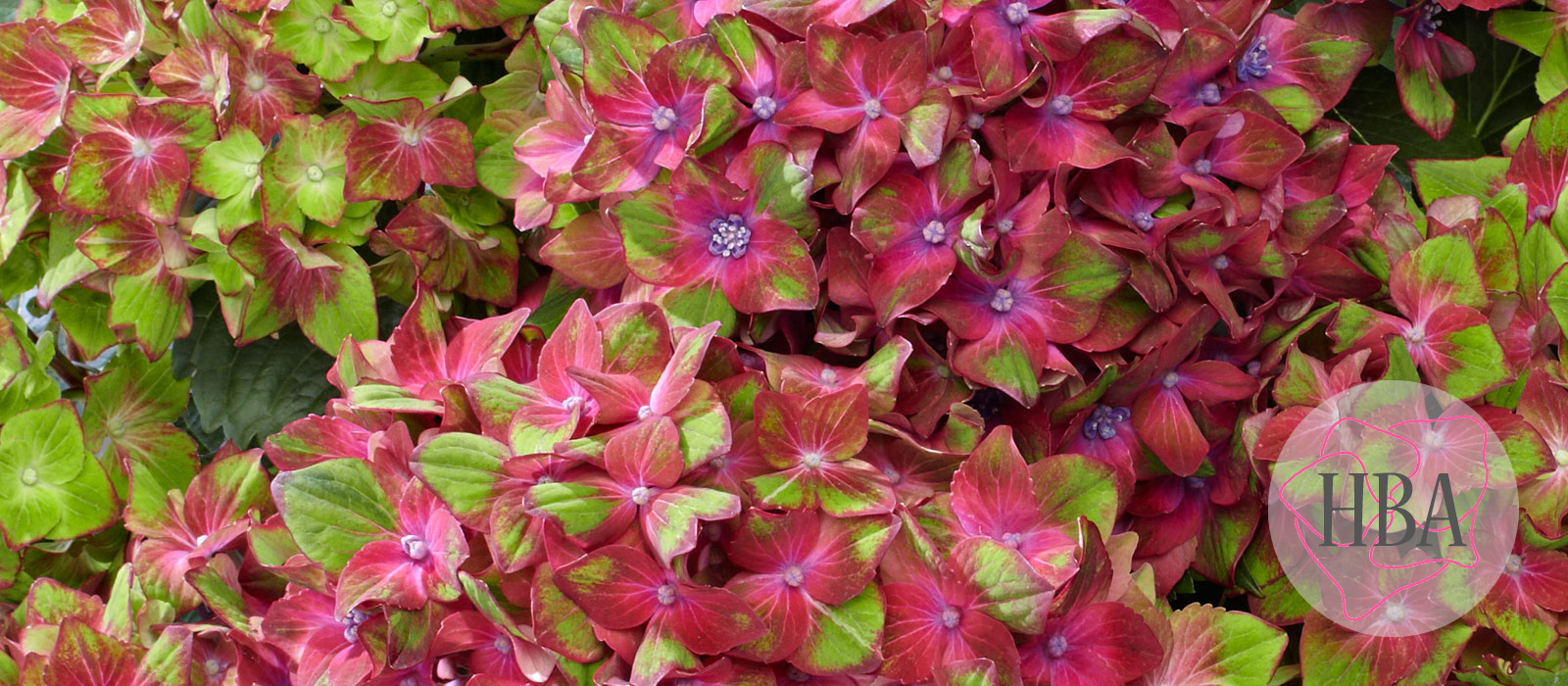 Saxon®-Schloss-Wackerbarth-HORWAC-2-HBA