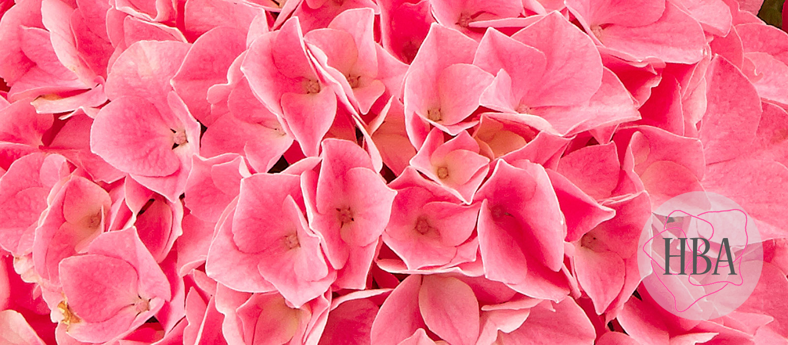 Saxon®-Style-Pink-SAXSTYLPI-1-HBA-1