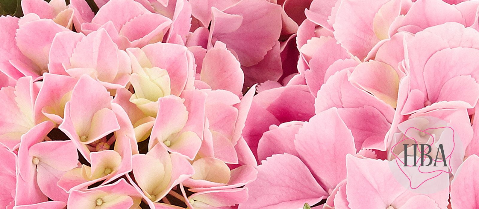 Saxon®-Table-SAXTABROSE-1-HBA-1