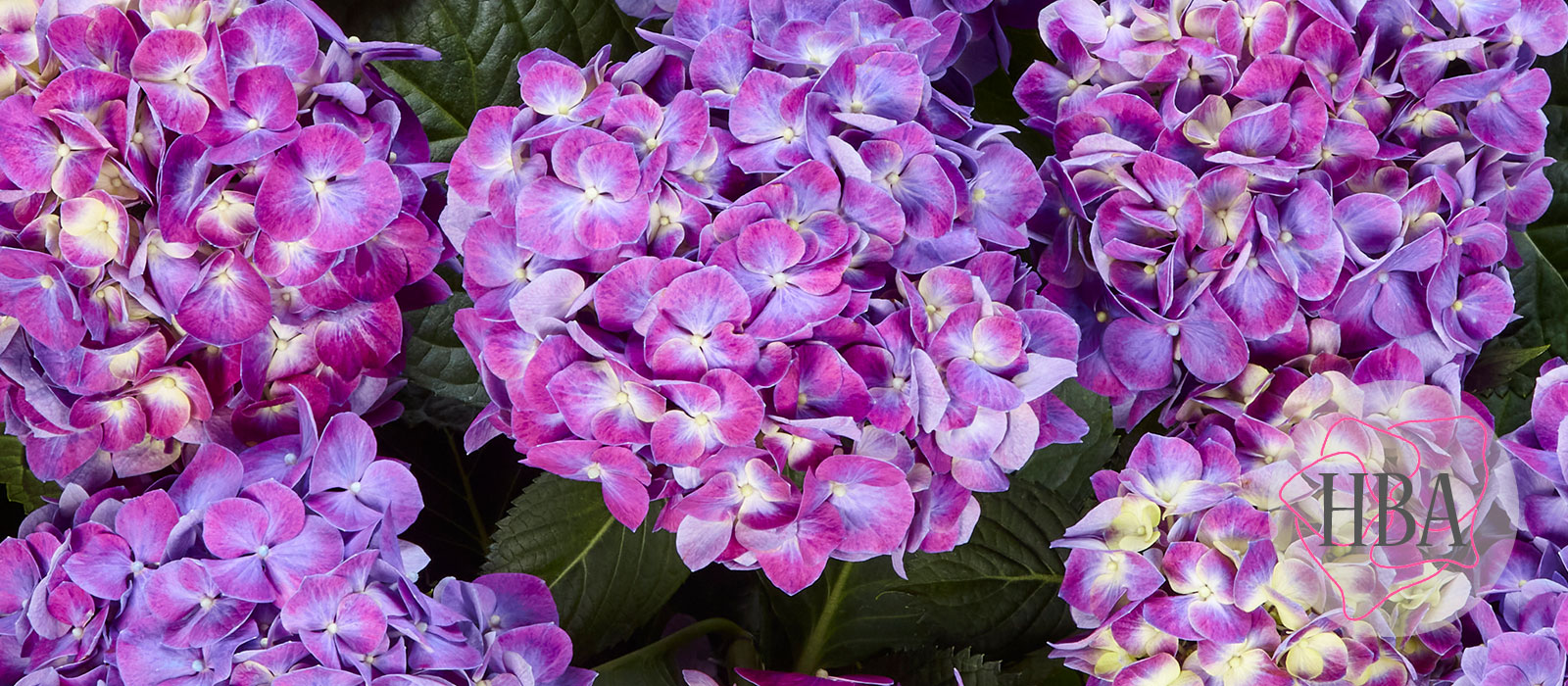 Serenity-purple-HBA-slider-1600-x700