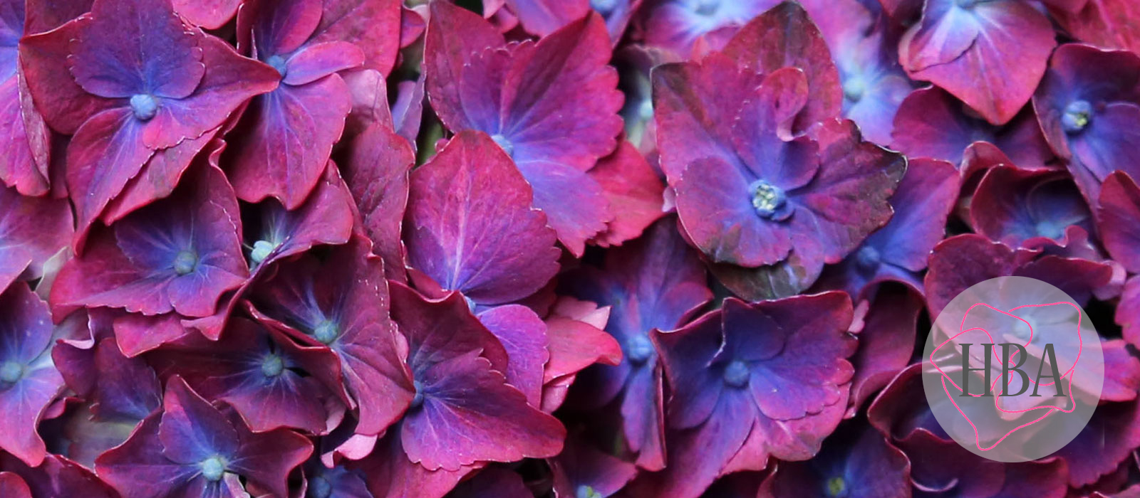 Speedy-Red-imp-H215911-2-HBAjpg-3