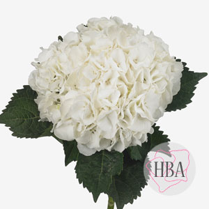 TROPICAL-ICE-CUBE-H215906-HBA