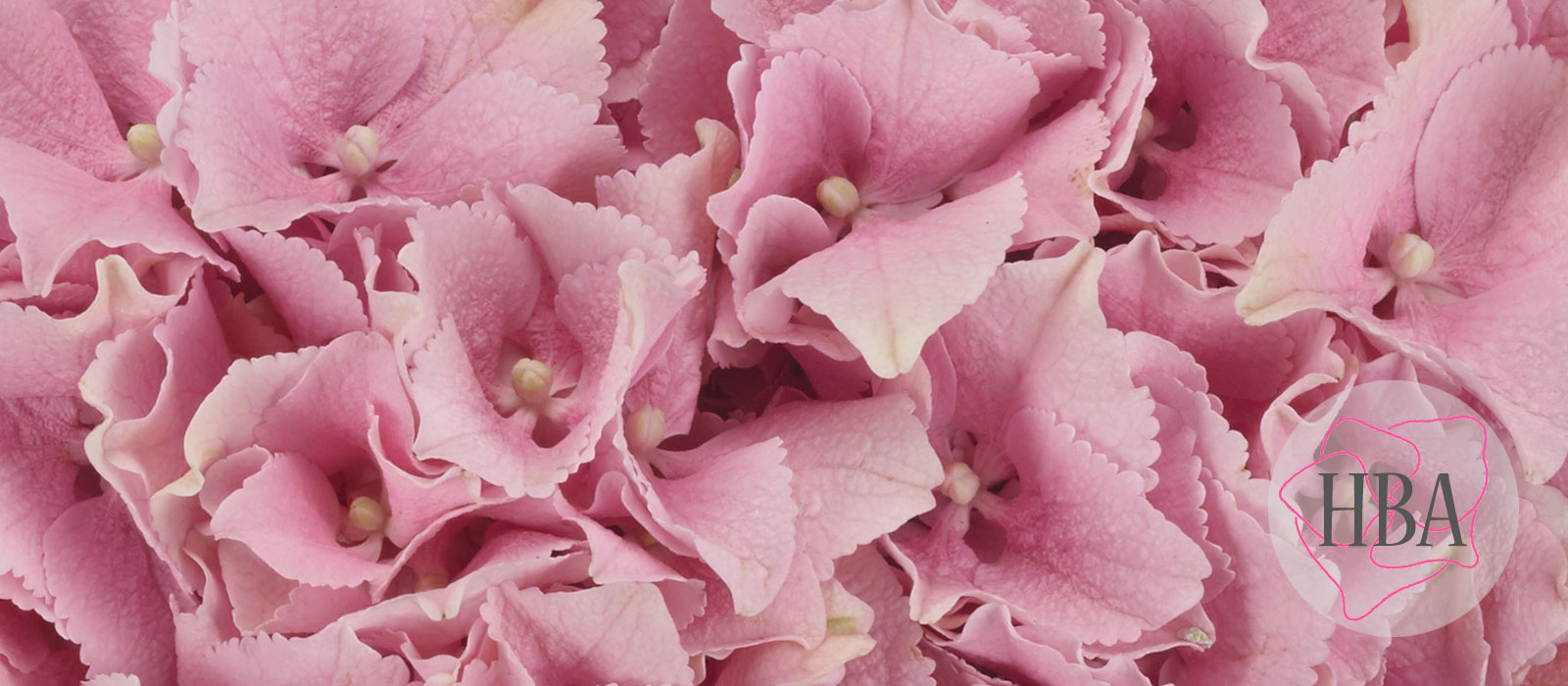 TROPICAL-JULIETTE-H219913-HBA