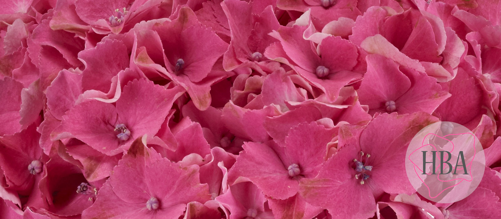 TROPICAL-SCARLETT-H219914-HBA