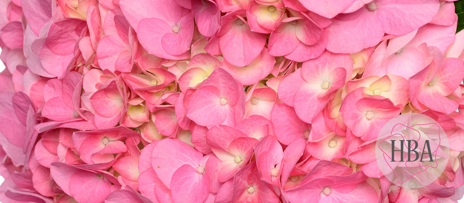 TROPICAL-Veronica-H220916-HBA