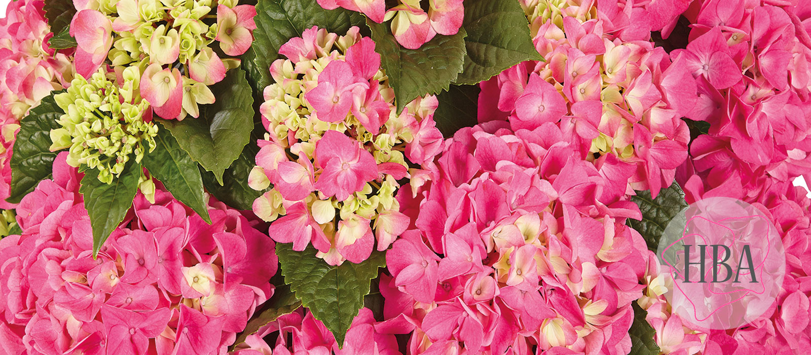 Tabletensia-pink-HBA-slider-1600-x700