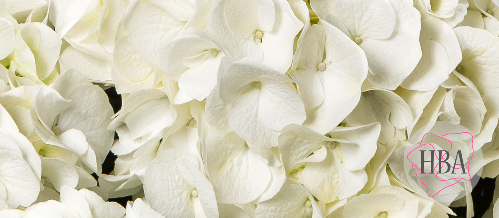 Twenty-One-H213902-HBA-3