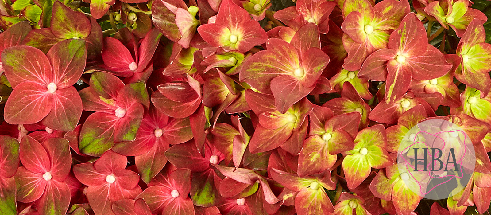 Velvet-Beauty-H218912-HBA