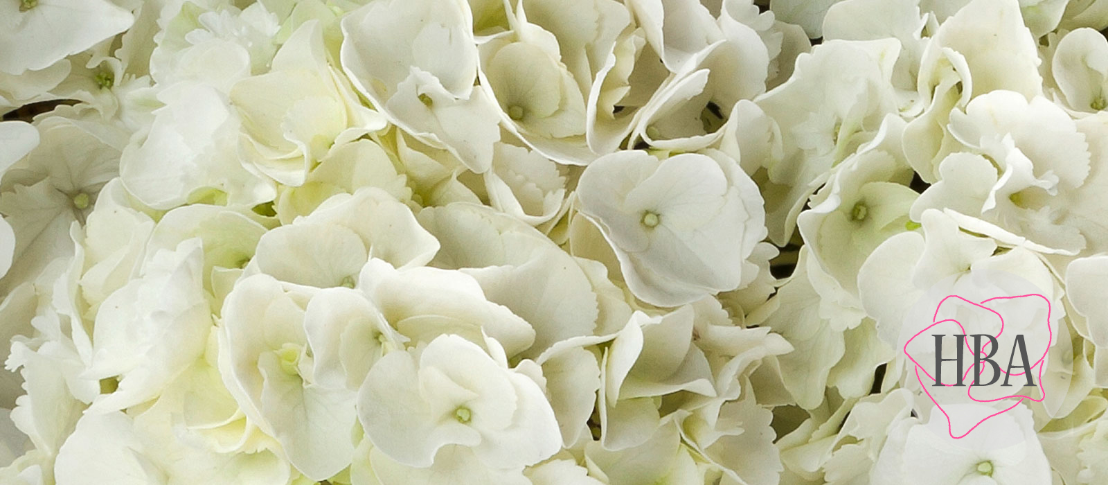 White-Rock-HBAWHIRO-HBA-3